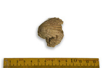 F 03725
<br/>
<br/>
<em></em>